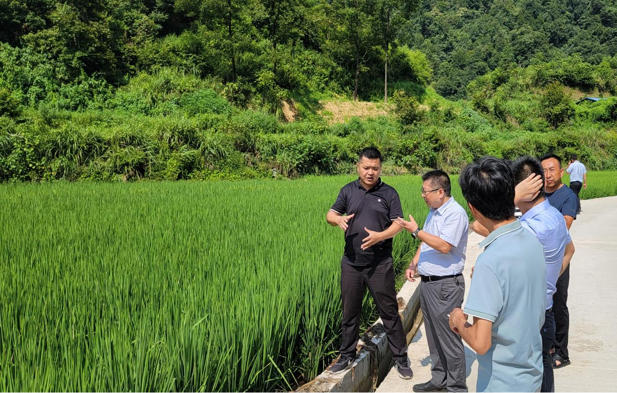 州苗侗山珍协会赴台江县排羊乡开展稻鱼种养殖树模基地授牌选址考察_黔东南州K8凯发集团集团